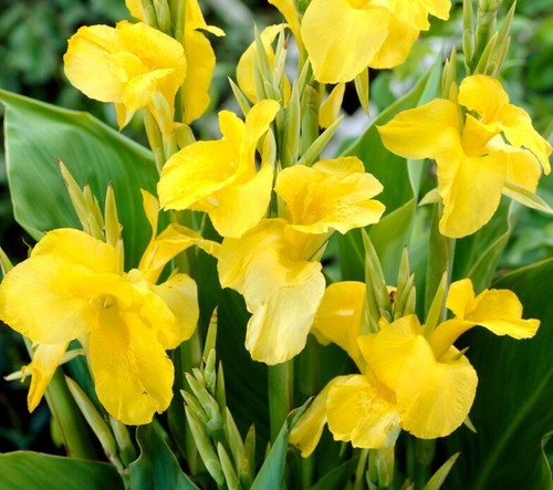 Canna cannova yellow canna