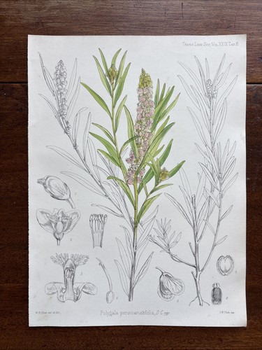 Antique polygala - ,
