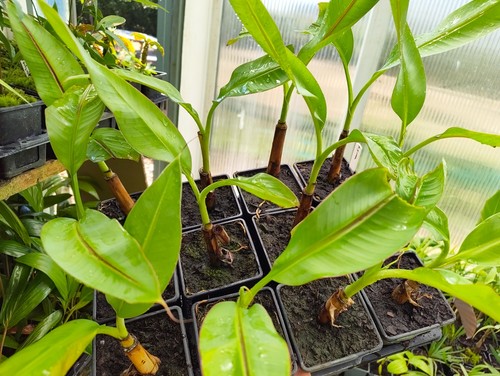 Musa acuminata subspecies