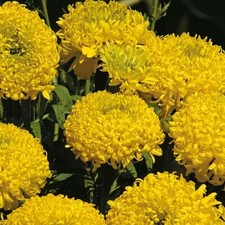 Half-hardy Annual, Marigold
