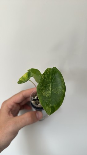 Alocasia pink dragon aurea - pink,