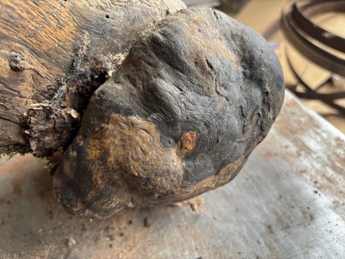 Apple wood burr spalted - apple,