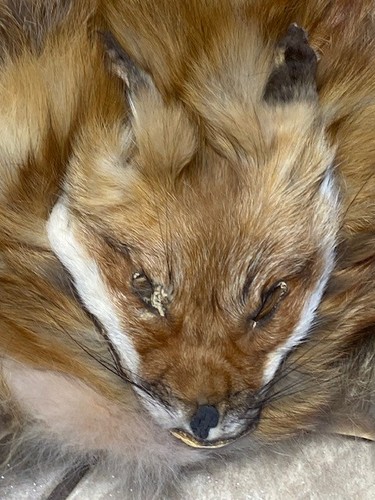 Red fox skin - skin, project