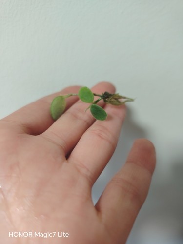 Unusual hoya serpens small - unusual,