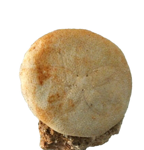 Echinoid fossil matrix - fossil, on