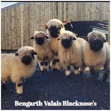 RAW UNWASHED RARE VALAIS