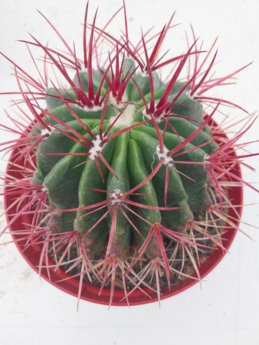 Ferocactus stainsii inch - ferocactus, stainsii.