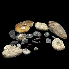 1kg British Fossil Mix x 22 |