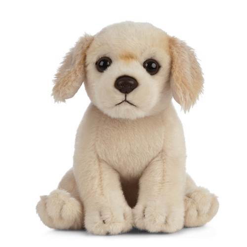 Golden retriever puppy - retriever,