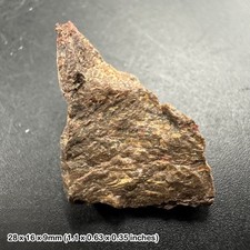 Triceratops dinosaur bone