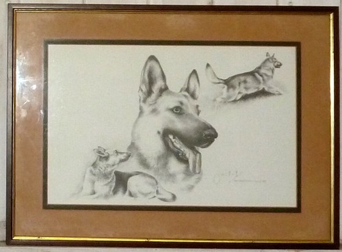 Alsatian german shepherd dog - shepherd,