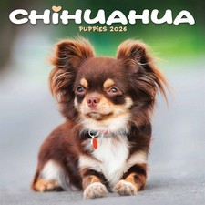 Chihuahua Puppies Mini