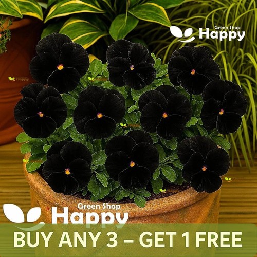 Pansy black 150 seeds - pansy,