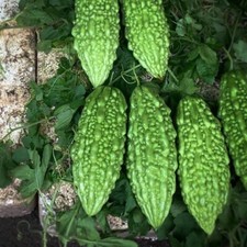 100% Genuine HYBRID Bangladeshi Kerela, Bitter Gourd Seeds. Korola -  8 Seeds