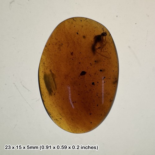Million year old burmese - million-year-old,