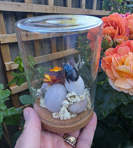 Mounted blue carpenter bee - mounted,