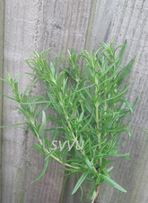 Rosemary PLug PLant 6 inches well Rooted Blue Flower