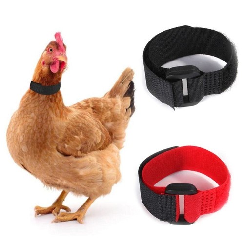 Chicken collar anti hook - anti-hook, no