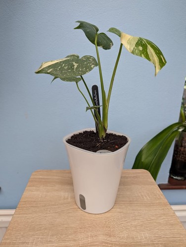 White self watering - white, pots