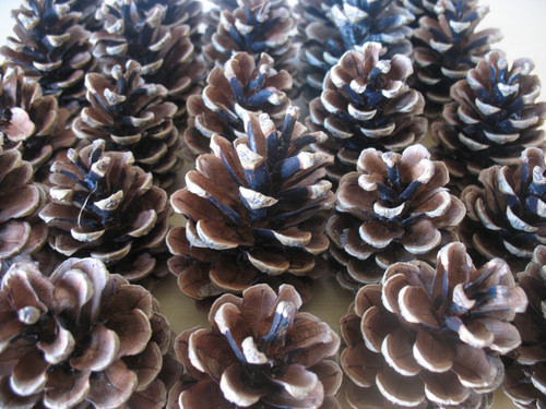 100 natural fir pine cones - ,