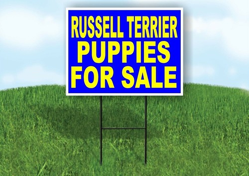 Russell terrier puppies for - puppies,