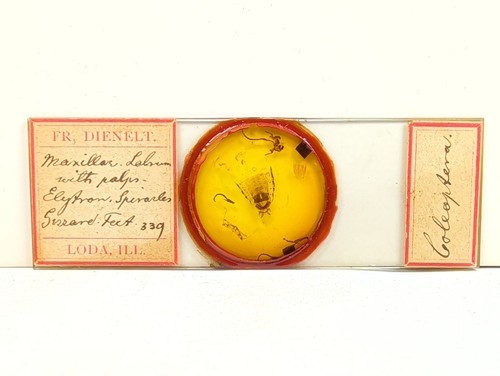 Antique dienelt coleoptera - fr.,