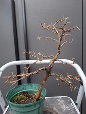  Japanese Larch Bonsai Tree