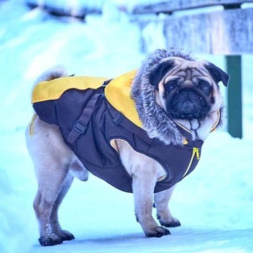 Puppia orson dog coat yellow - orson,