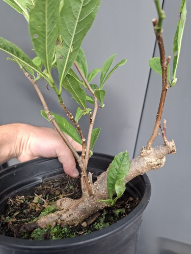 Chunky magnolia bonsai tree - bonsai,