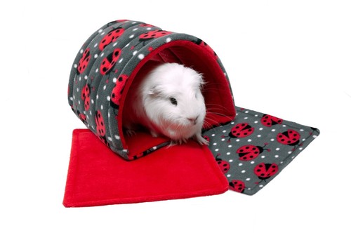 Guinea pig and small animals - guinea,