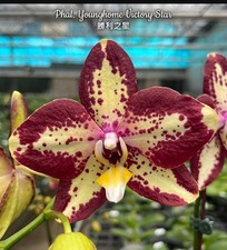 Phalaenopsis Younghome Victory Star Orchid Plant