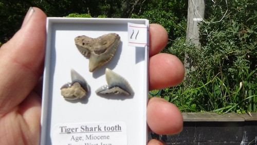 Set of tiger shark - set,