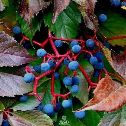 Virginia creeper pcs fresh - pcs,