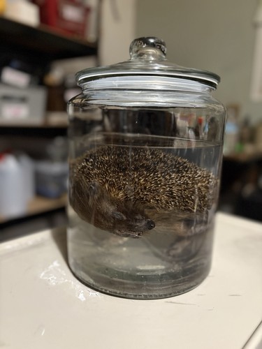 Taxidermy wet specimen - taxidermy,