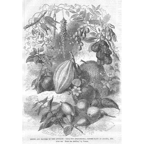 Antilles fruits cocoa - fruits,
