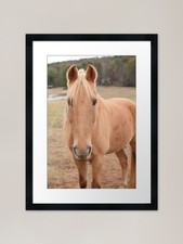 palomino horse in pasture