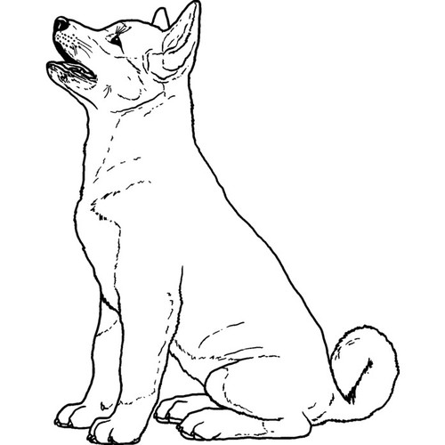 Akita puppy unmounted - puppy',