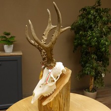 Deer Antlers Medal Class Gold