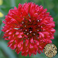 50 Rosy Red Cornflower Seeds Centaurea Cyanus UK Garden Bouquet Vase Flowers