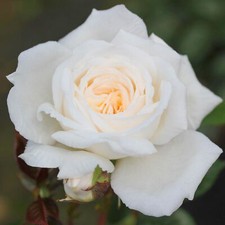Patio Rose White Patio | Hardy