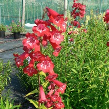 Penstemon king george - george, v