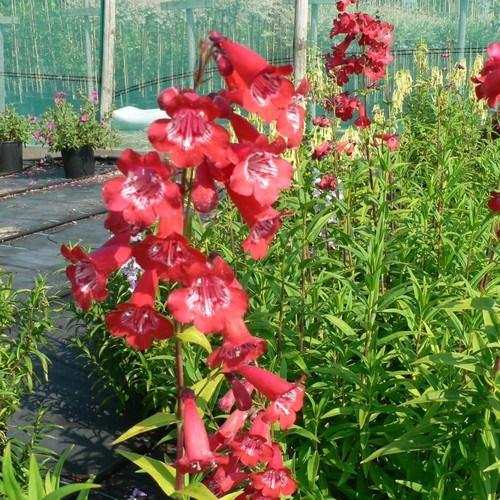 Penstemon king george - penstemon, 1