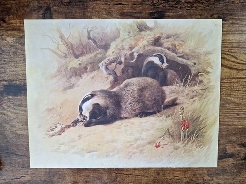 Vintage mammal print - vintage, badger