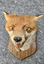 Taxidermy Fox Mask / Head 3