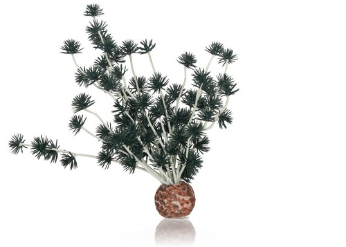 Bonsai ball aquarium - bonsai,