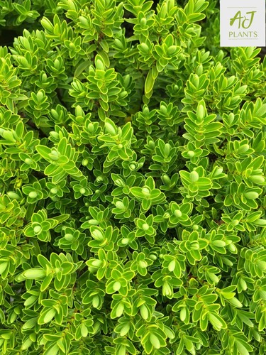 Hebe rakaiensis or - 3, 5