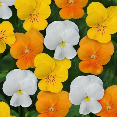 100 viola seeds citrus mix - viola,