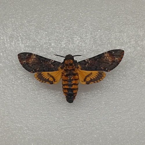Acherontia atropos death - acherontia, atropos,