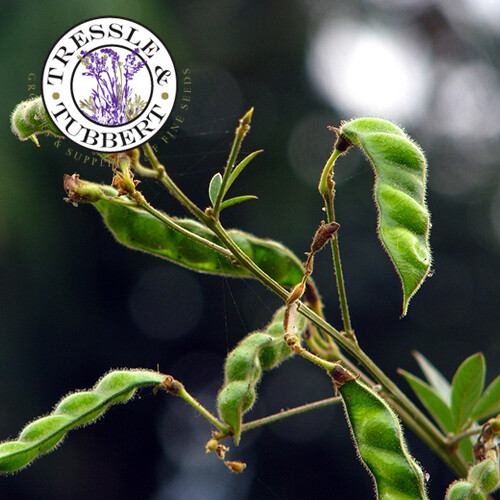 Cajanus cajan pigeon pea - cajanus,