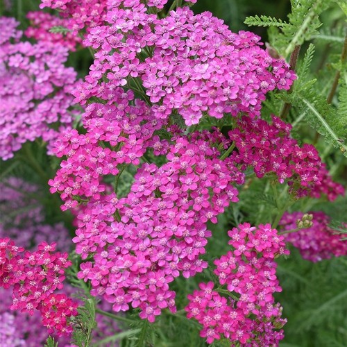Achillea millennium yarrow - achillea, millennium,